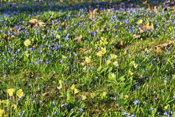 Scilla, blue stars and primroses in a meadow, Lindener Bergfriedhof, Lindener Berg, Linden, Hanover, Lower Saxony, Germany