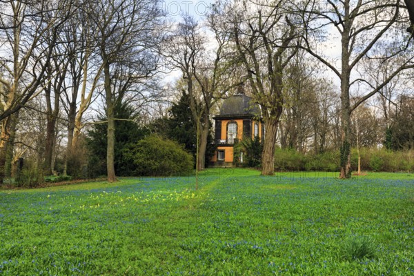 Scilla, blue stars and primroses in a meadow, Lindener Bergfriedhof with kitchen garden pavilion, pavilion, Lindener Berg, Linden, Hanover, Lower Saxony, Germany