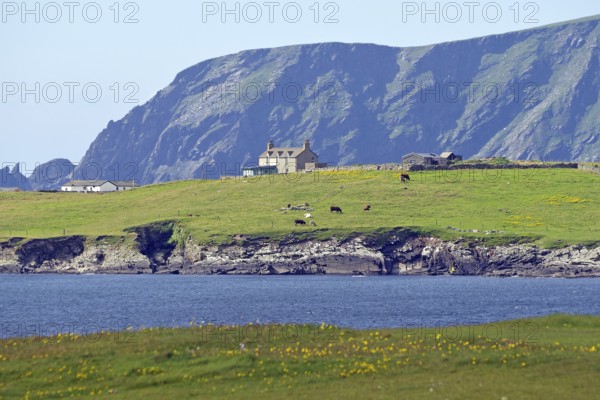 Green meadows and houses in front of a dramatic rocky coastline by the sea, Sumburgh Head, Shetland Islands, Scotland, United Kingdom