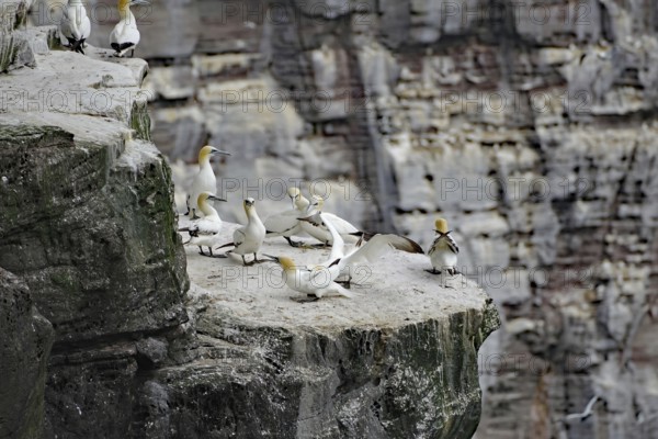 Group of Gannets gathered on a rocky cliff, Northern Gannets, Noss, Shetland Islands, Scotland, Great Britain