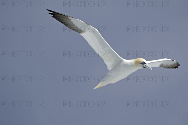 Gannet in flight against a blue sky with outstretched wings, Noss, Shetland Islands, Scotland, Great Britain