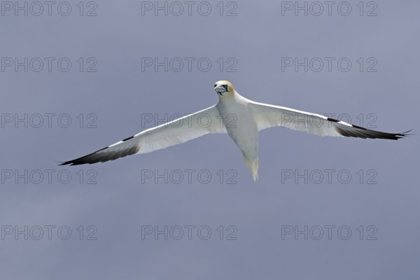 A Gannet in flight with wings spread against a cloudy sky, Noss, Shetland Islands, Scotland, Great Britain