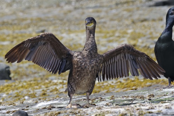 Bird with outstretched wings on rocky ground on the coast, shag, Noss, Shetland Islands, Scotland, Great Britain
