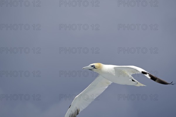 A flying gannet with outstretched wings against a blue, cloudy sky, Noss, Shetland Islands, Scotland, United Kingdom