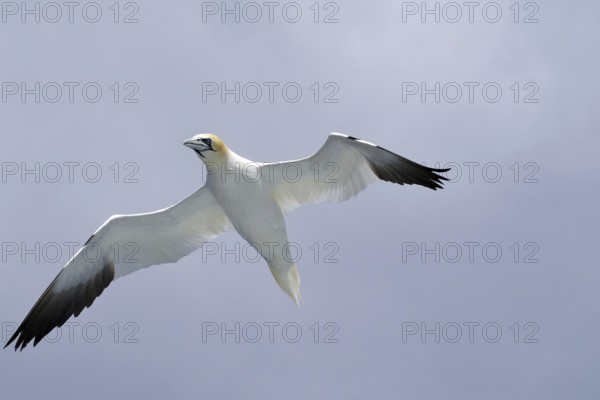A Gannet in flight with wings outstretched against a cloudy blue sky, Noss, Shetland Islands, Scotland, Great Britain