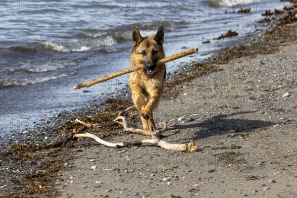 German Shepherd running along the St. Lawrence River, Dog with a piece of wood in its mouth, Gaspesie Region, Province of Quebec, Canada, North America
