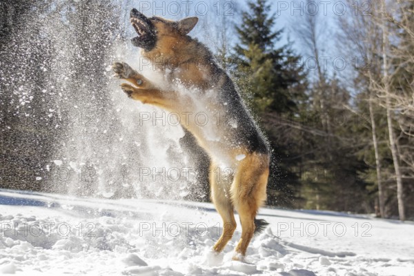 German Shepherd Dog, Dog playing with snow thrown by its owner, La Mauricie region, Province of Quebec, Canada, North America