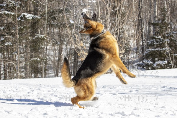 German Shepherd Dog, Dog playing with snow thrown by its owner, La Mauricie regio, Province of Quebec, Canada, North America