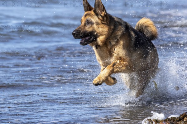 German Shepherd running along the St Lawrence River, Gaspesie Region, Province of Quebec, Canada, North America