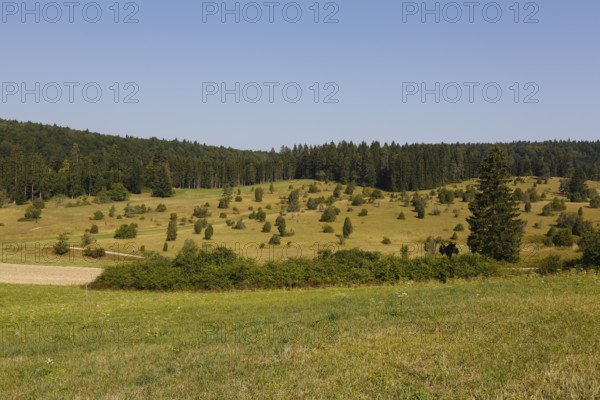 Landscape, nature, trees, meadow, juniper heath, Digelfeld near Hayingen, Swabian Alb, Baden-Württemberg, Germany