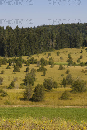 Landscape, nature, trees, meadow, juniper heath, Digelfeld near Hayingen, Swabian Alb, Baden-Württemberg, Germany