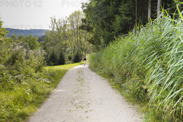 Hiking, man with rucksack, field path from Junginger Gieß, gravel path, trees, reeds, nature, Jungingen im Killertal, Zollernalb, Swabian Alb, Zollernalbkreis, Baden-Württemberg, Germany
