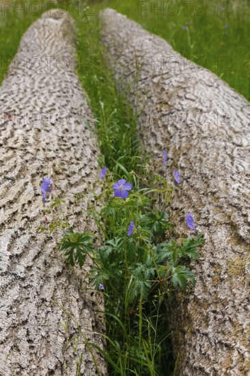 Meadow cranesbill (Geranium pratense), purple flowers, wildflower growing between tree trunks, bark, felled trees, grasses, nature, meadow, Swabian Alb, Baden-Württemberg, Germany
