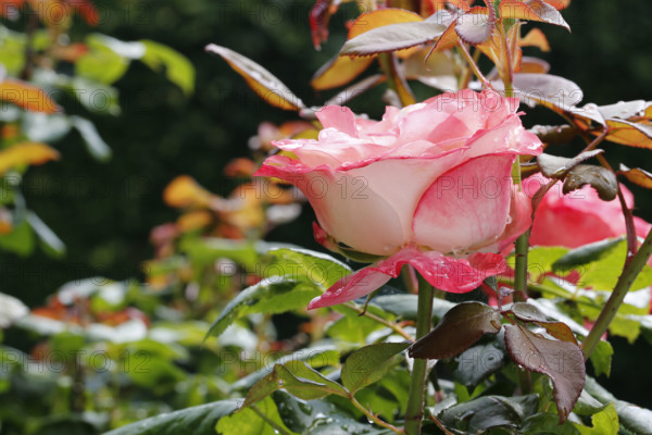 Rose (Rosa), cultivated rose, white and pink blossom, leaves, garden, flowers, plants, water drop, raindrop, Reutlingen, Baden-Württemberg, Germany
