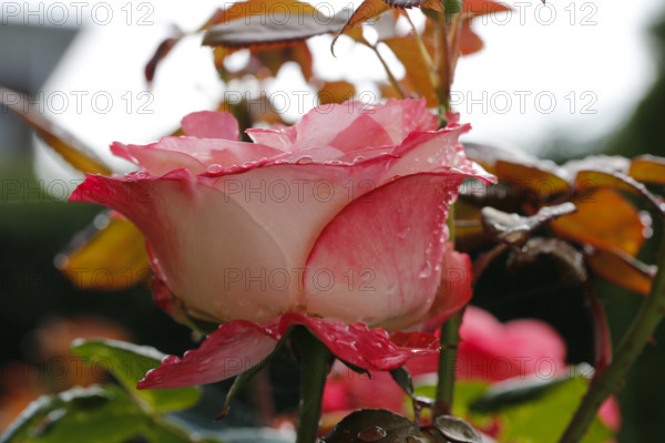 Rose (Rosa), cultivated rose, white and red blossom, leaves, garden, flowers, plants, water drop, raindrop, Reutlingen, Baden-Württemberg, Germany