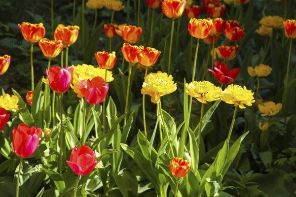 Tulips (Tulipa), red and yellow flowers, green leaves, garden, flowers, plants, bed, spring bloomers, Honau, Baden-Württemberg, Germany