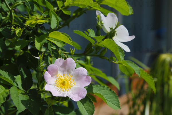 Dog rose (Rosa canina), dog rose, dog rose, heather rose, hag rose, blossoms, green leaves, garden, flowers, plants, spring bloomers, Reutlingen, Baden-Württemberg, Germany