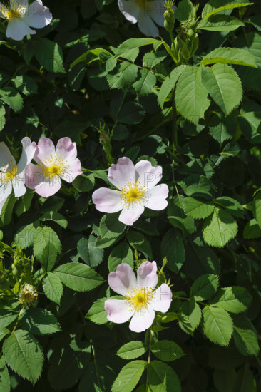 Dog rose (Rosa canina), dog rose, dog rose, heather rose, hag rose, blossoms, green leaves, garden, flowers, plants, spring bloomers, Reutlingen, Baden-Württemberg, Germany