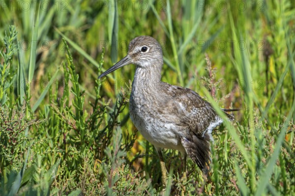 Injured common redshank (Tringa totanus) juvenile with broken wing hiding in glasswort vegetation in coastal saltmarsh, salt marsh in summer