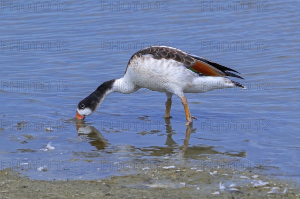 Common shelduck (Tadorna tadorna, Anas tadorna) juvenile foraging in shallow water along muddy pond shore at saltmarsh, salt marsh in summer