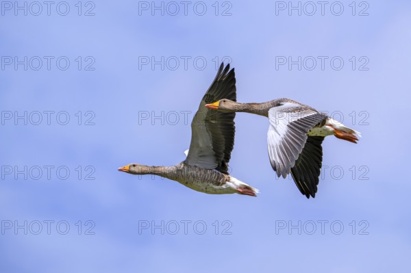 Two greylag geese, graylag goose pair (Anser anser) flying against cloudy sky in summer