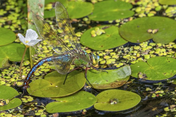 Emperor dragonfly, blue emperor (Anax imperator, Anax formosa) female with blue abdomen laying eggs in water of brook in summer