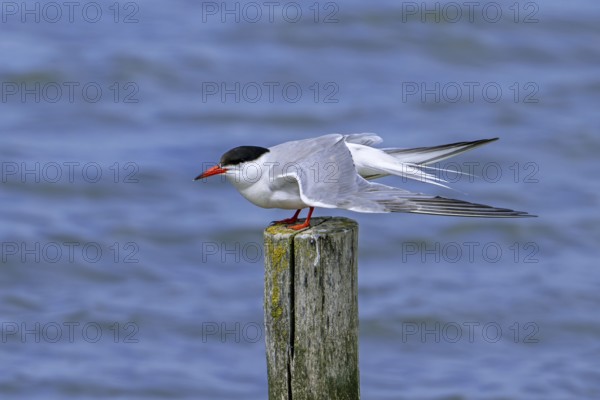Common tern (Sterna hirundo) adult in breeding plumage perched on wooden pole and stretching wings along the North Sea coast in summer