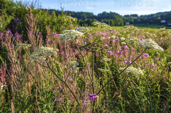 Grasses in the evening light in a meadow in a rural setting near Henan on Orust, Bohuslän, Västra Götalands län, Sweden