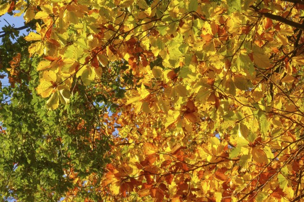 Colourful leaves Colourful leaves change colour on deciduous trees in late summer Golden autumn beginning of autumn, Germany