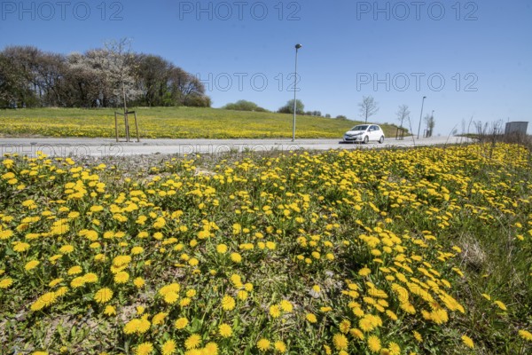 Dandelions in spring on the roadside and car on the road in Ystad, Skåne County, Sweden, Scandinavia