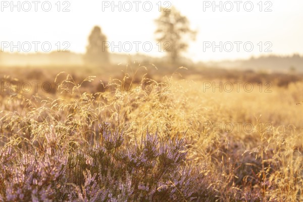 Bell heather (Erica tetralix) in the Lüneburg Heath in the yellow-red morning light at sunrise