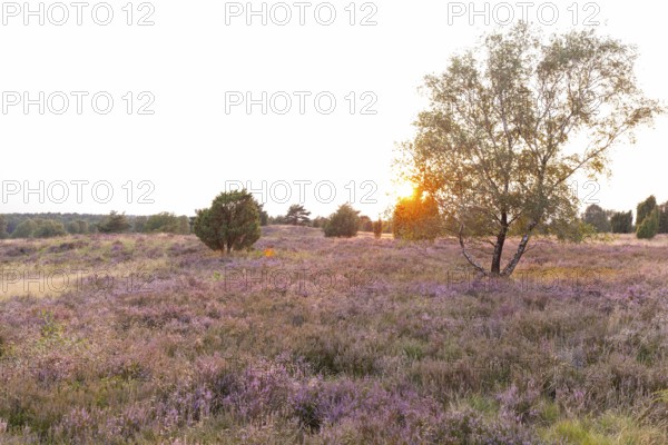 Beautiful sunset over the blooming heath on Wilseder Berg, Lüneburg Heath