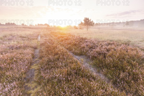 Marvellous sunrise over the blooming Behringer Heide in the Lüneburg Heath