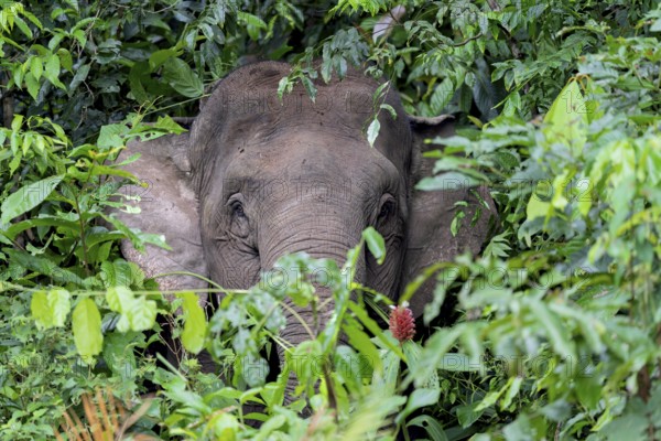 Borneo pygmy elephant (Elephas maximus borneensis), Kota Kinabatangan, Sabah, Malaysia