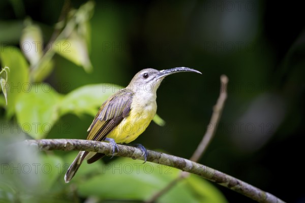 White-throated spiderhunter (Arachnothera longirostra), Lahad Datu, Sabah, Malaysia