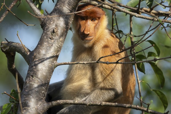 Proboscis monkey (Nasalis larvatus), Kilanas, Bandar Seri Begawan, Brunei-Muara, Brunei