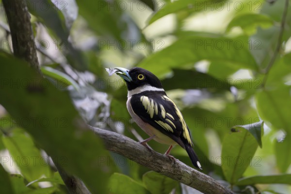 Collared Broadbill (Eurylaimus ochromalus), Sandakan, Sabah, Malaysia