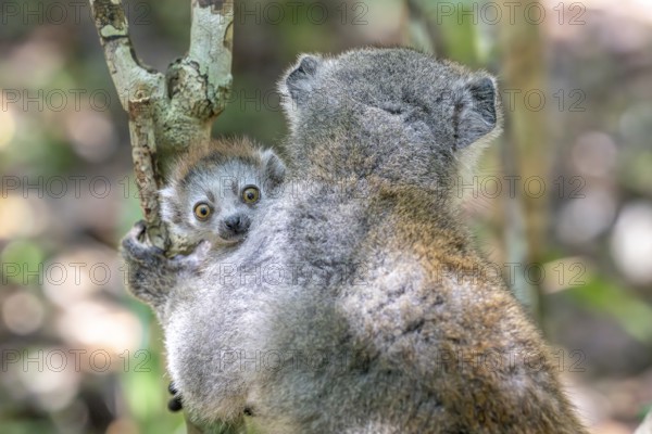 Crowned lemur (Eulemur coronatus), juvenile, with mother, Le Palmarium Reserve, Ambinaninony, Atsinanana, Madagascar