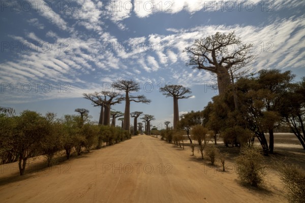Baobabs (Adansonia), baobab avenue, Bemanonga, Menabe, Madagascar