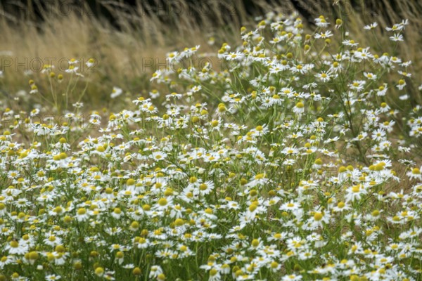 Matricaria chamomilla (Matricaria chamomilla) at the edge of a field, Münsterland, North Rhine-Westphalia, Germany