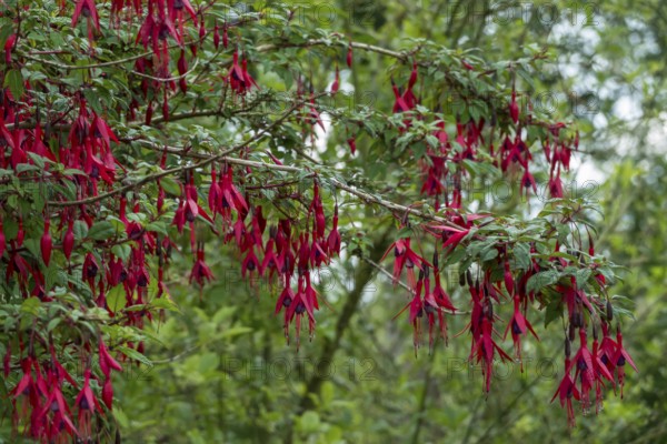 Scarlet Fuchsia (Fuchsia magellanica), hardy, Province of Groningen, Netherlands