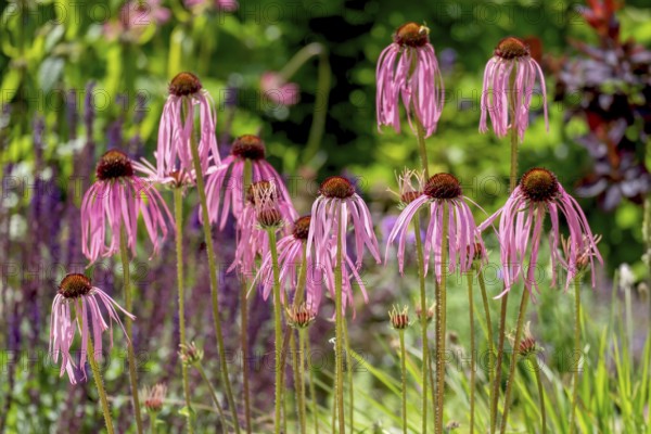 Flowers of the medicinal plant coneflower (Echinacea pallida), Münsterland, North Rhine-Westphalia, Germany