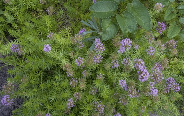 Caucasian Crosswort (Phuopsis stylosa), Netherlands
