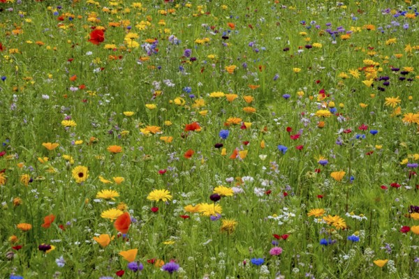 Colourful flower meadow, Münsterland, North Rhine-Westphalia, Germany