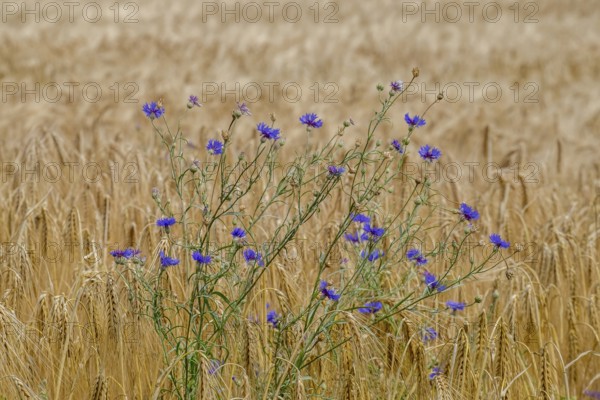 Cereal field with cornflowers, Münsterland, North Rhine-Westphalia, Germany
