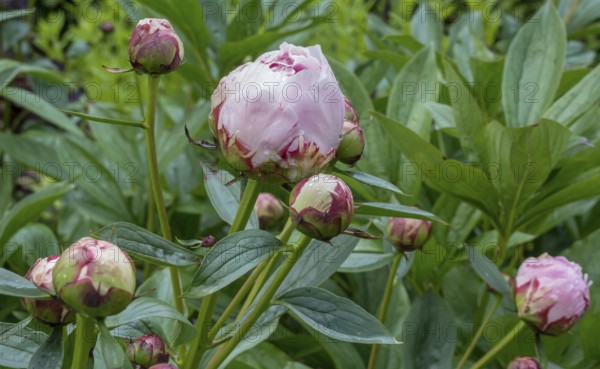 Peonies (Paeonia) with raindrops, buds, Netherlands