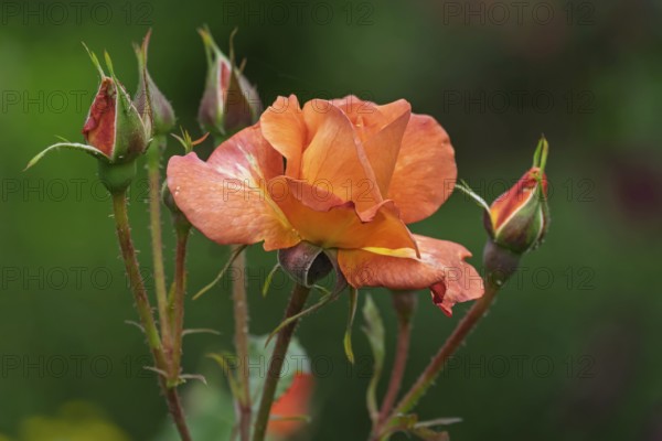 Orange-coloured rose (Rosa sp.), North Rhine-Westphalia, Germany