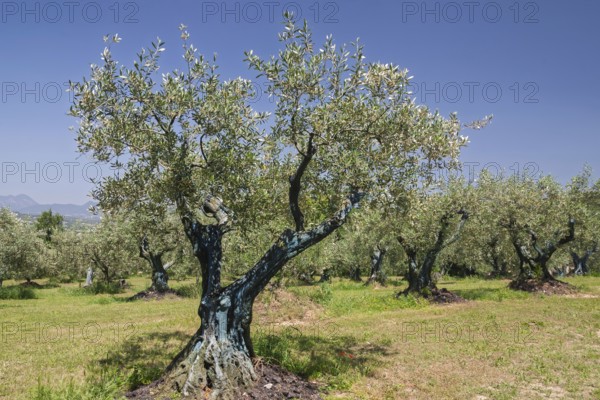 Olive tree plantation, Vaison-la-Romaine, Provence, France