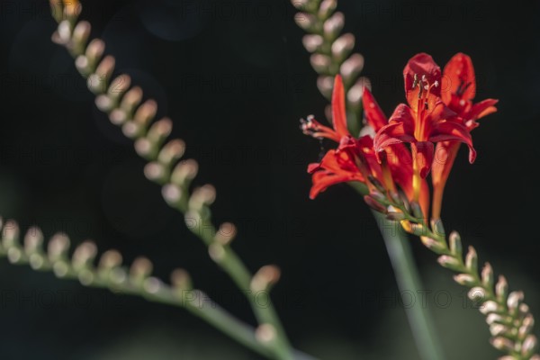 Montbretia (Montbretia), Emsland, Lower Saxony, Germany