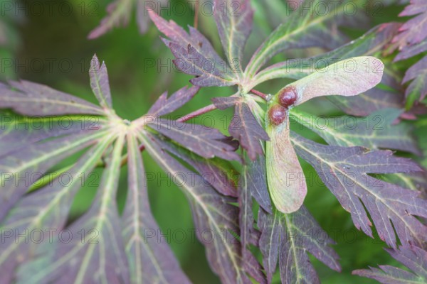 Aconite-leaved maple (Acer japonicum Aconitifolium), Emsland, Lower Saxony, Germany
